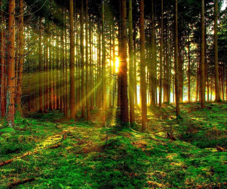 Twilight Forest Wallpaper for Android - APK Download