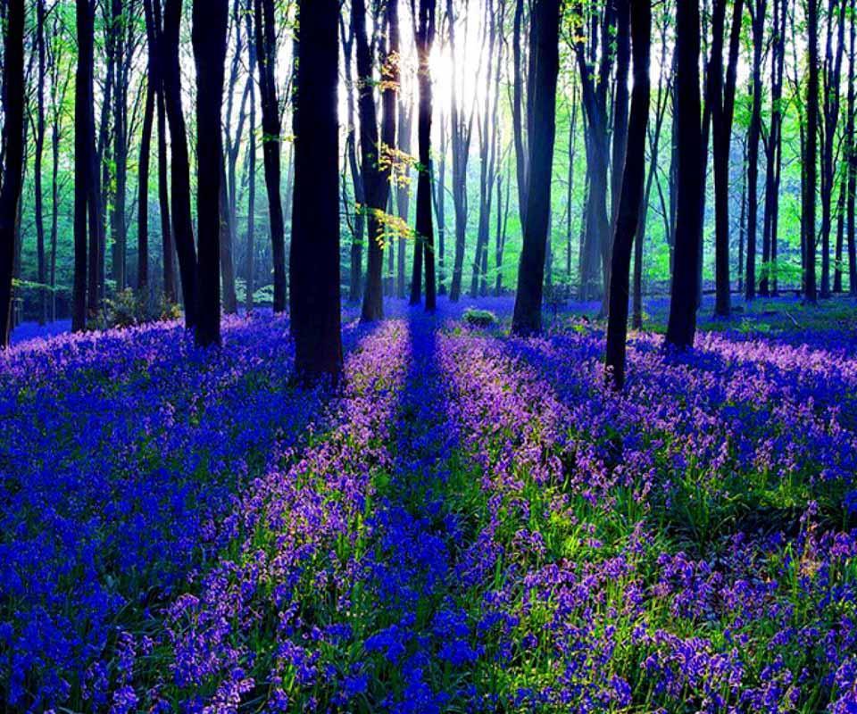 Twilight Forest Wallpaper for Android - APK Download