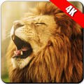 New Lion Wallpapers 2019