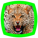Jaguar Sounds APK