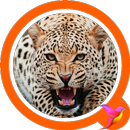 Jaguar Sounds APK