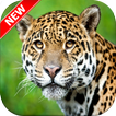 ”Jaguar Wallpapers 🐆