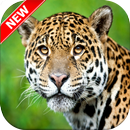 Jaguar Wallpapers 🐆 APK