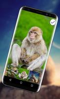 Lustiger Monkey Lock Bildschirm Screenshot 2