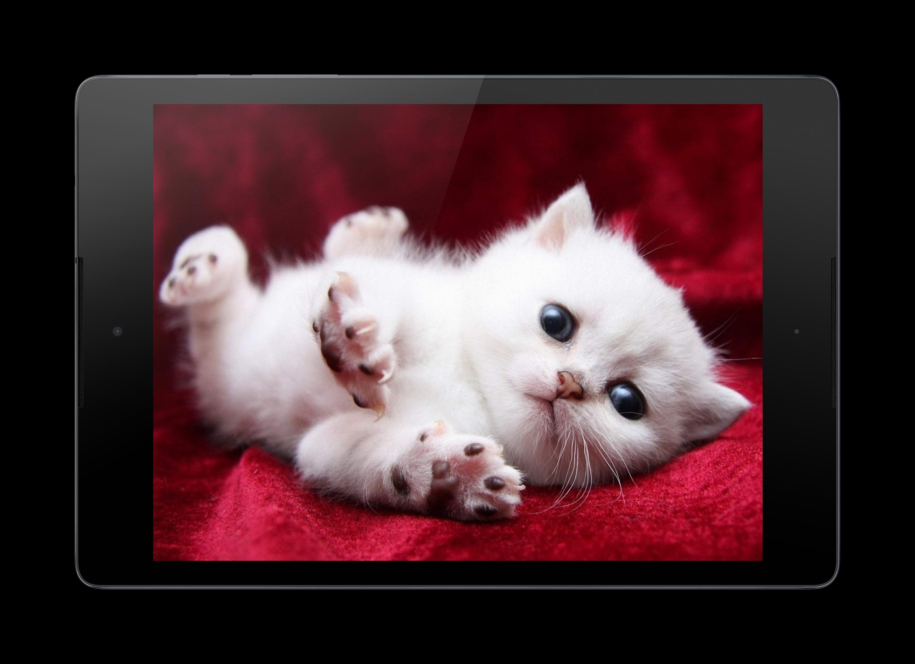 Kitten Lock Screen APK for Android Download