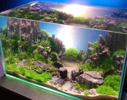การออกแบบ Aquascape ภาพหน้าจอ 3