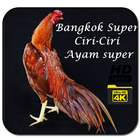 ikon Ayam Bangkok super Bobotoh Dunia