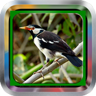 Master Jalak|Mp3 Kicau Burung icon