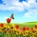 Stunning Nature Wallpapers APK