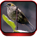 MASTER KICAU CUCAK WILIS APK