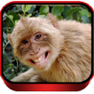 SUARA MONYET