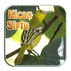 Kicau Sirpu Cipow icône