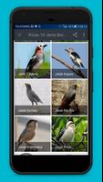 Kicau 10 Jenis Burung Jalak captura de pantalla 3