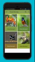 60 Kicau Burung Populer Terbaik capture d'écran 3