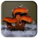 champignons live wallpaper APK