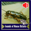 Sounds of Mouse Rickets