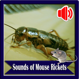 Sounds of Mouse Rickets