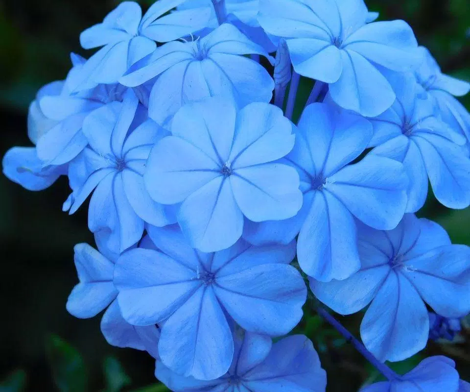 Tải xuống APK Jasmine Flower Wallpaper cho Android Tải xuống APK Jasmine Flower Wallpaper cho Android