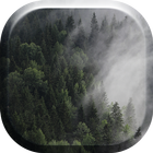 Mysterious Wood Fog HD Live icône