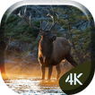 Forrest Deer 4K Live Wallpaper
