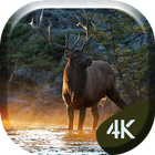 Forrest Deer 4K Live Wallpaper biểu tượng