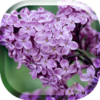 ikon Pretty Lilac Flovers Live