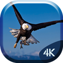 White Eagle 4K Live Wallpaper APK