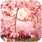Spring Sakura Flower Wallpaper simgesi