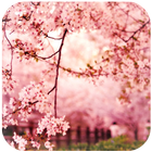 Spring Sakura Flower Wallpaper ícone