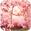 Spring Sakura Flower Wallpaper APK