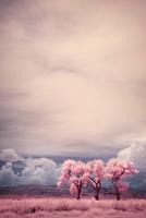 Spring Sakura Flower Wallpaper Cartaz