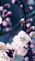 Spring Sakura Flower Wallpaper Ekran Görüntüsü 1