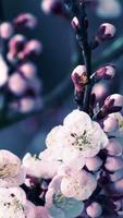 Spring Sakura Flower Wallpaper imagem de tela 2