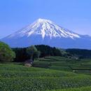 Japan Image Gallery aplikacja