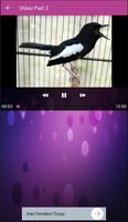 Mp3 Suara Kacer screenshot 1