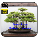 Bonsai Berbagai Tanaman APK