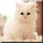 Cute Kittens Live Wallpaper ikona