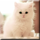 Cute Kittens Live Wallpaper आइकन