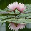 Real Water Lily Live Wallpaper