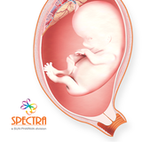 Mini Atlas Obstetrics icône
