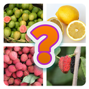 Guess Fruit - Quiz Game APK