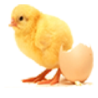 Echicken icon