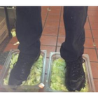 Foot Lettuce icono