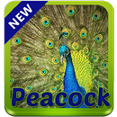 Peacock Keyboard APK
