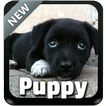 Puppy Thème clavier