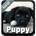 Puppy Thème clavier icône