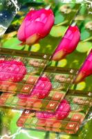 Pink Lotus Keyboard Poster