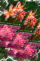 Asian Flowers Keyboard Theme plakat