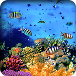 Aquarium Live Wallpapers