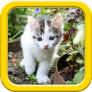 Chats et chatons - Casse-tête APK